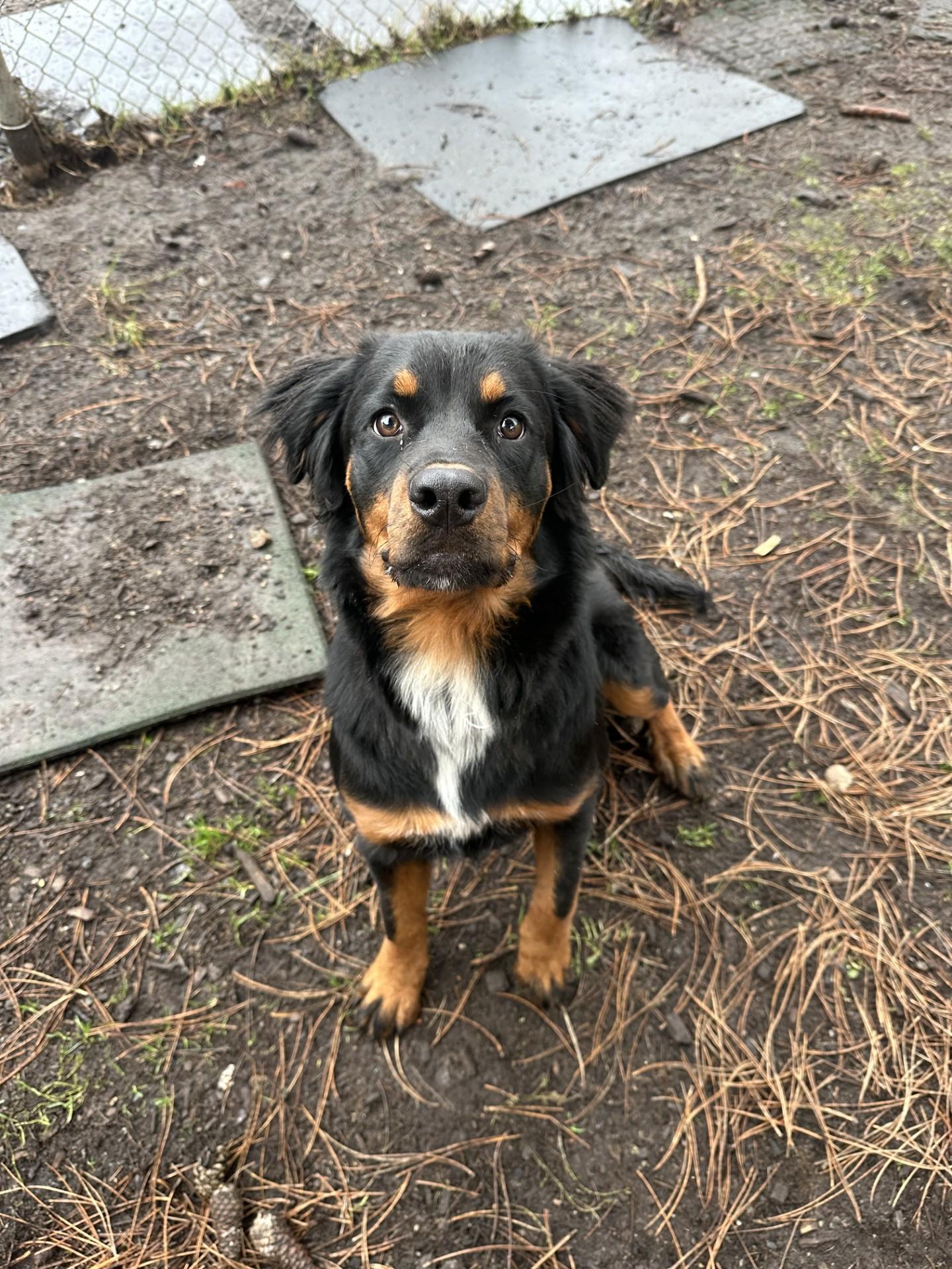 Enlarge Heidi, an adopted mixed breed in Vancouver, BC image 2/5