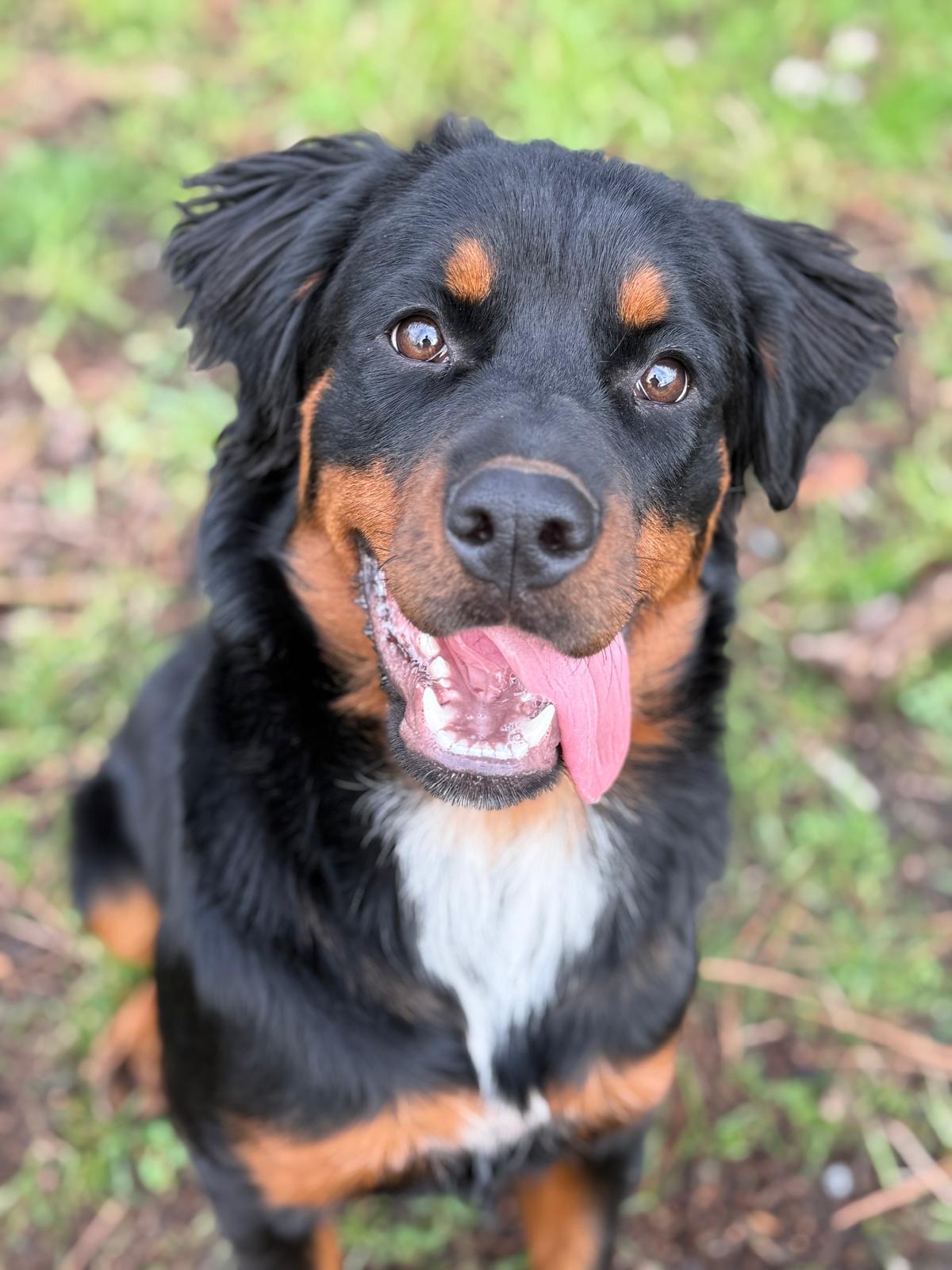 Heidi, Adoptable, Young Female Rottweiler.