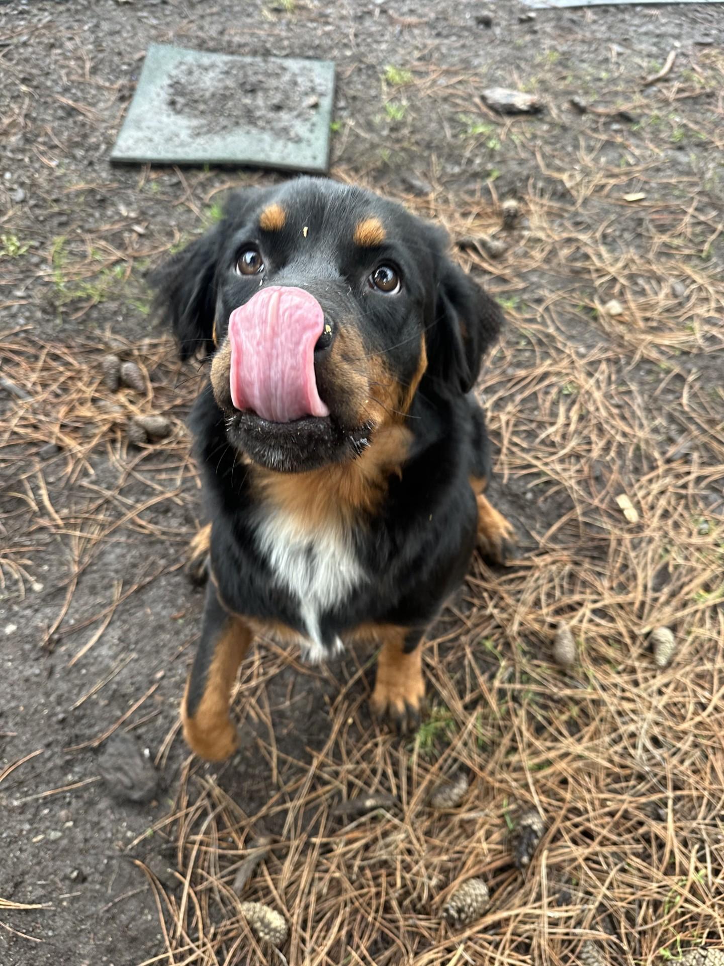 Enlarge Heidi, an adopted mixed breed in Vancouver, BC image 3/5