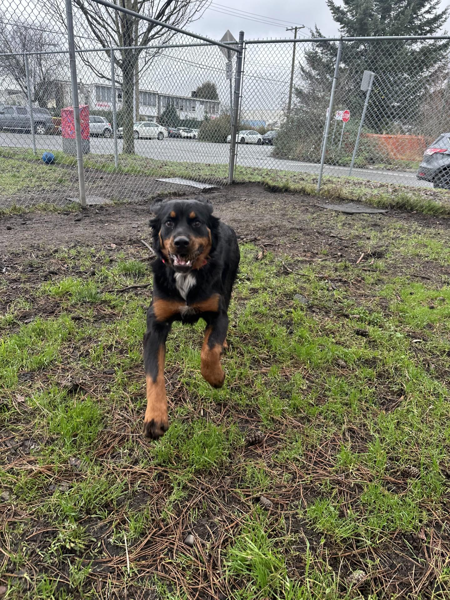 Enlarge Heidi, an adopted mixed breed in Vancouver, BC image 4/5