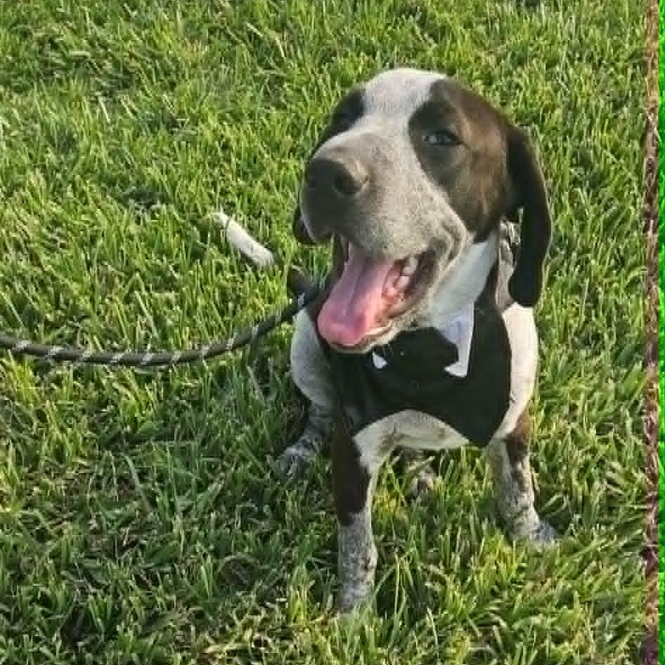 Enlarge Astro, a Adoptable German Shorthaired Pointer in Pittsburgh, PA image 5/6