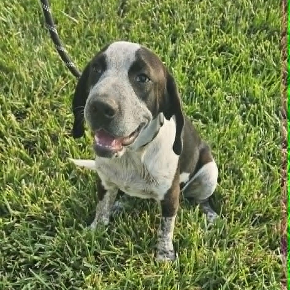Enlarge Astro, a Adoptable German Shorthaired Pointer in Pittsburgh, PA image 2/6