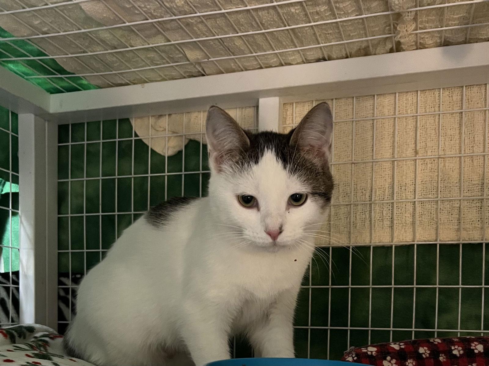 Abby, Adoptable, Young Male Domestic Short Hair.