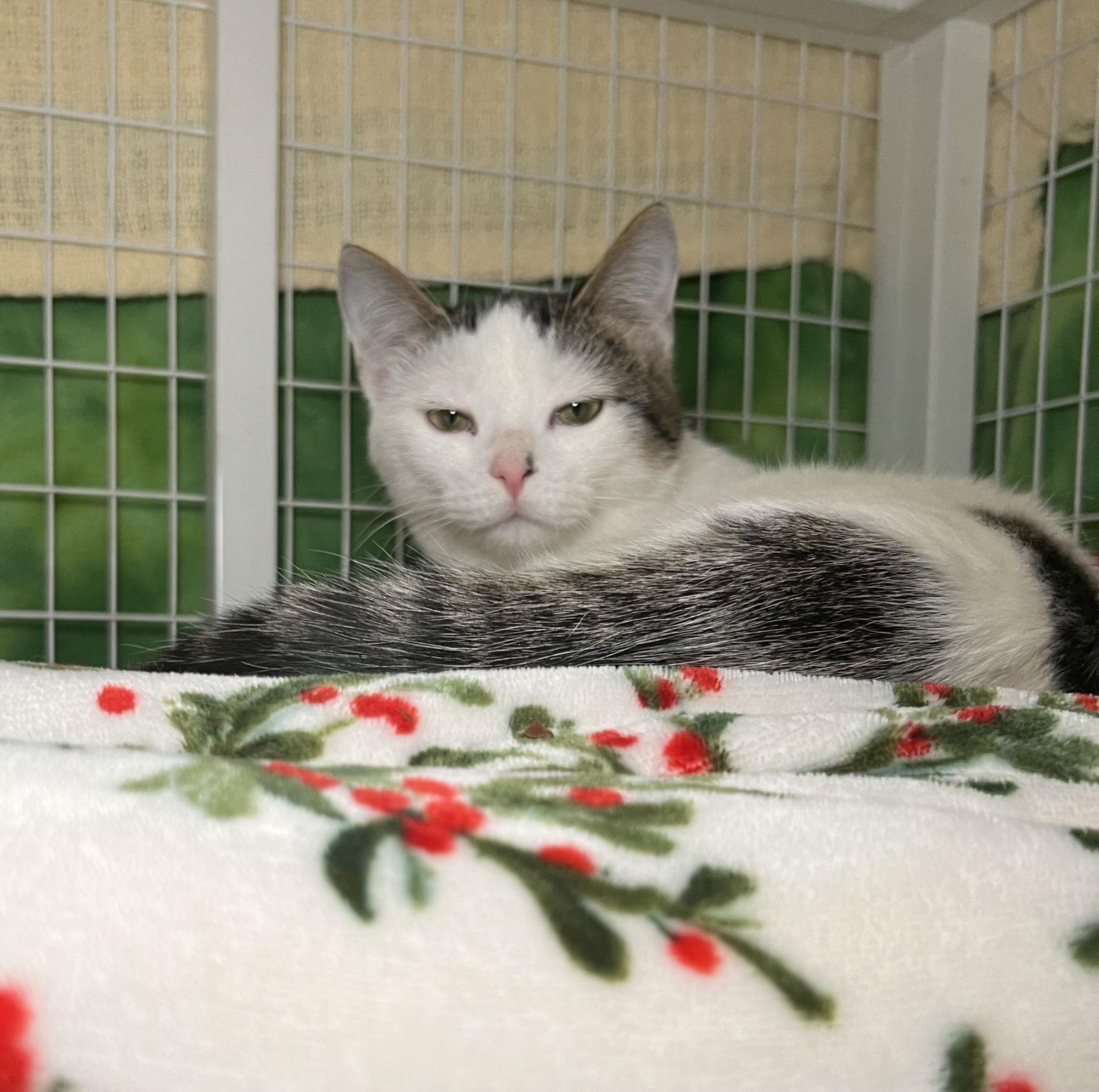 Abby, Adoptable, Young Male Domestic Short Hair.