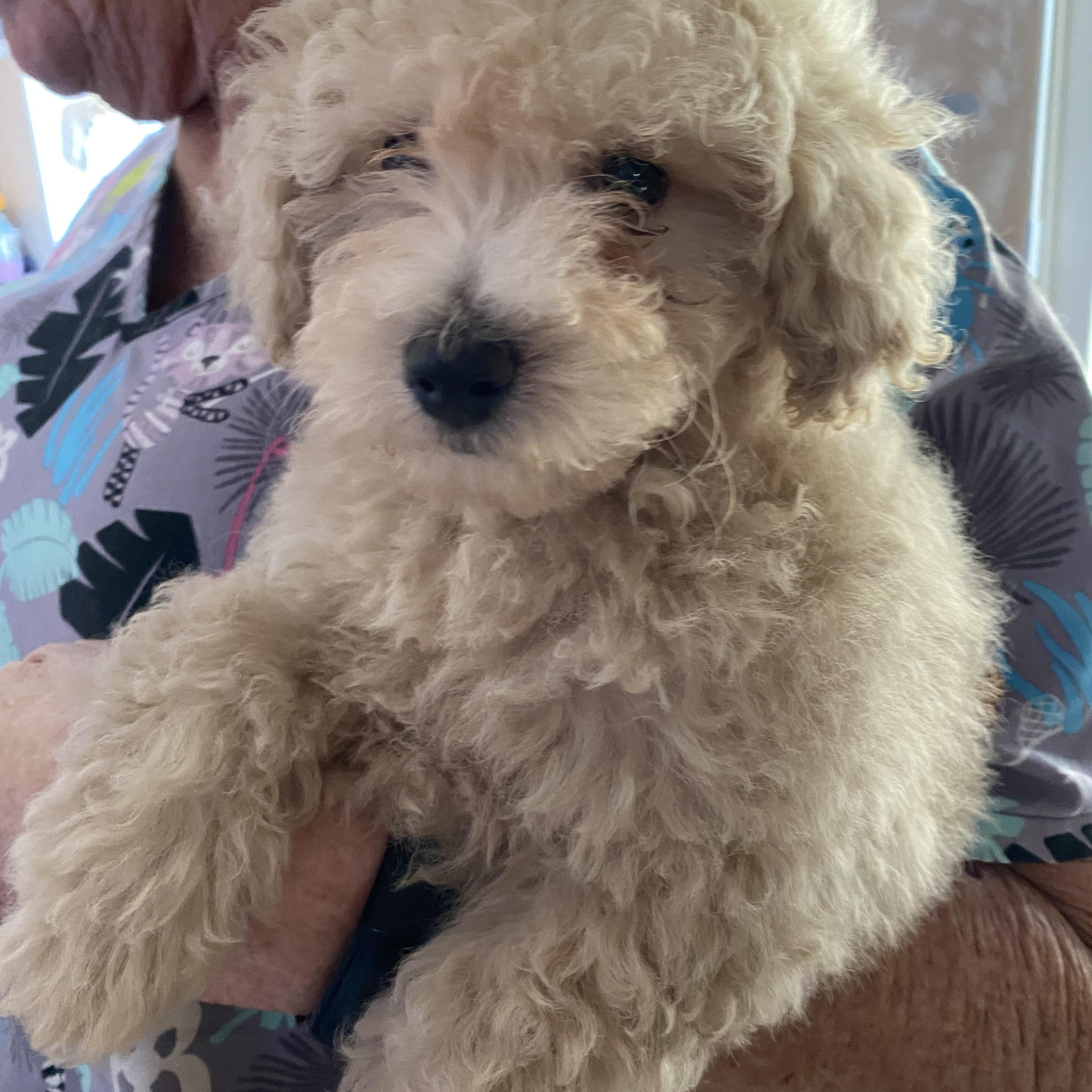 Baby and Momma, Adoptable, Puppy Female Poodle & Aussiedoodle.