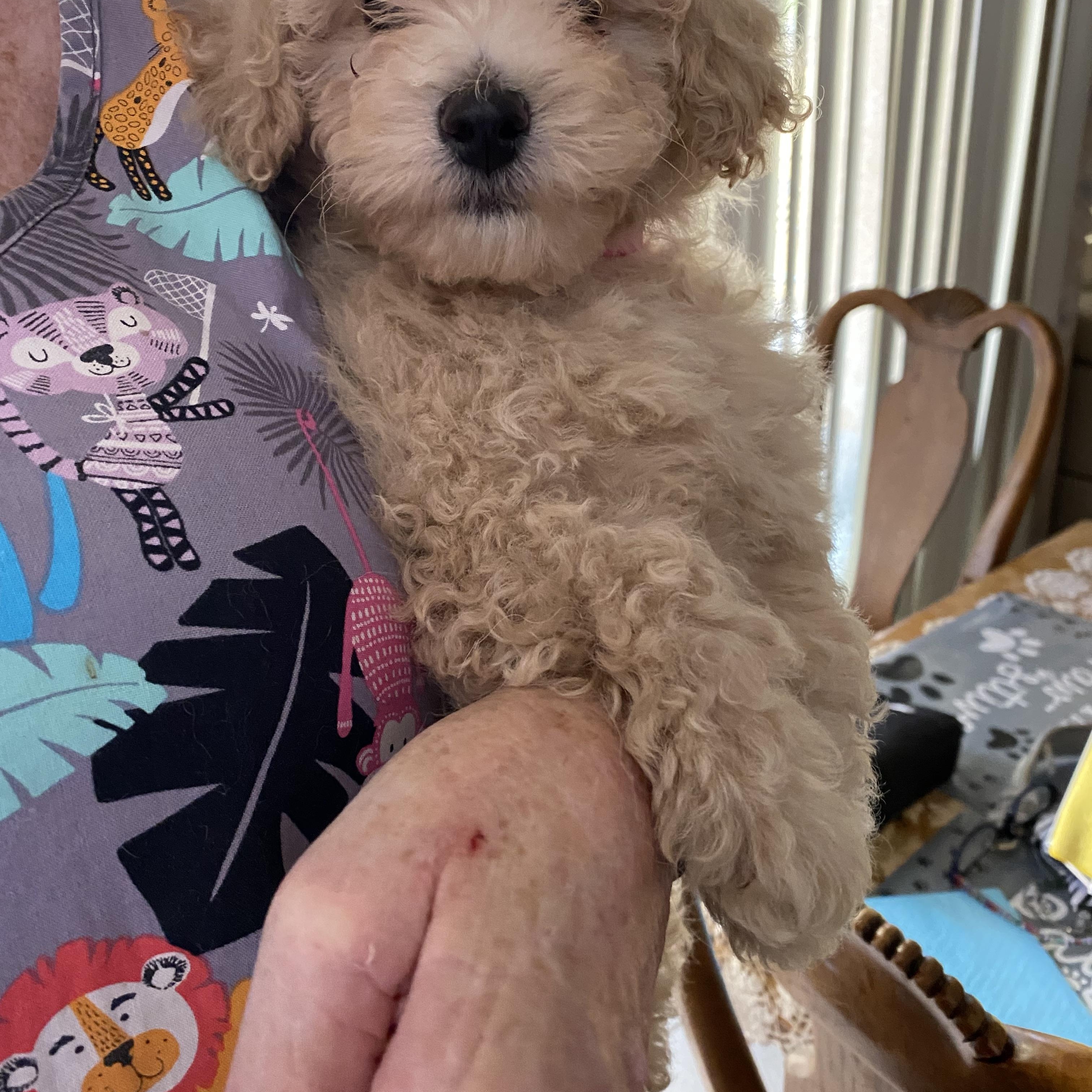 Baby and Momma, a Adoptable mixed breed in Moreno Valley, CA image 2/6