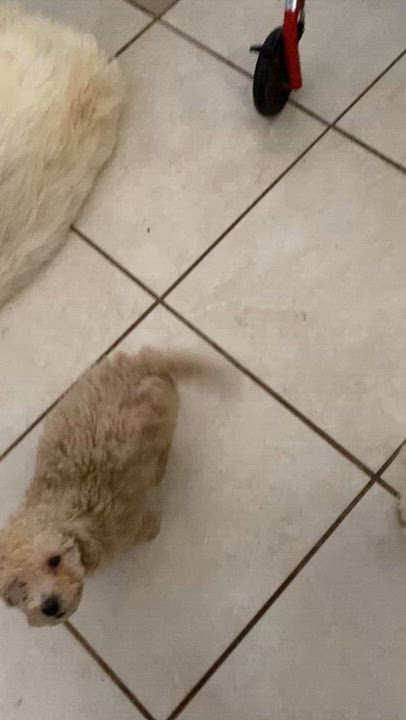 Enlarge Baby and Momma, a Adoptable mixed breed in Moreno Valley, CA video 3/6