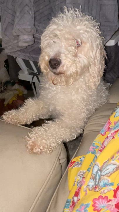 Enlarge Baby and Momma, a Adoptable mixed breed in Moreno Valley, CA video 4/6