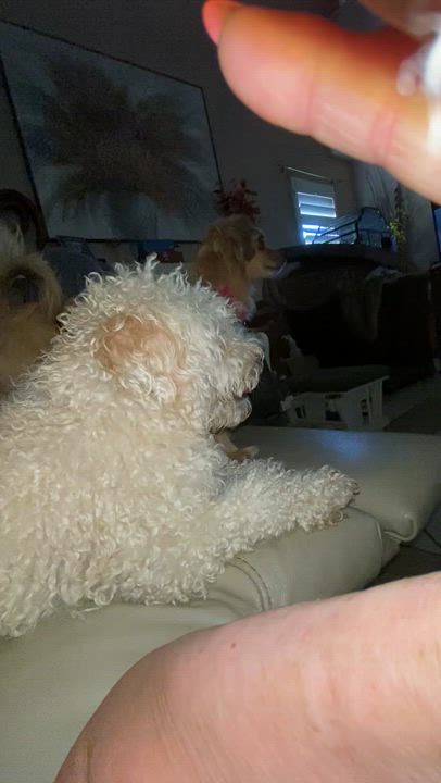 Enlarge Baby and Momma, a Adoptable mixed breed in Moreno Valley, CA video 5/6