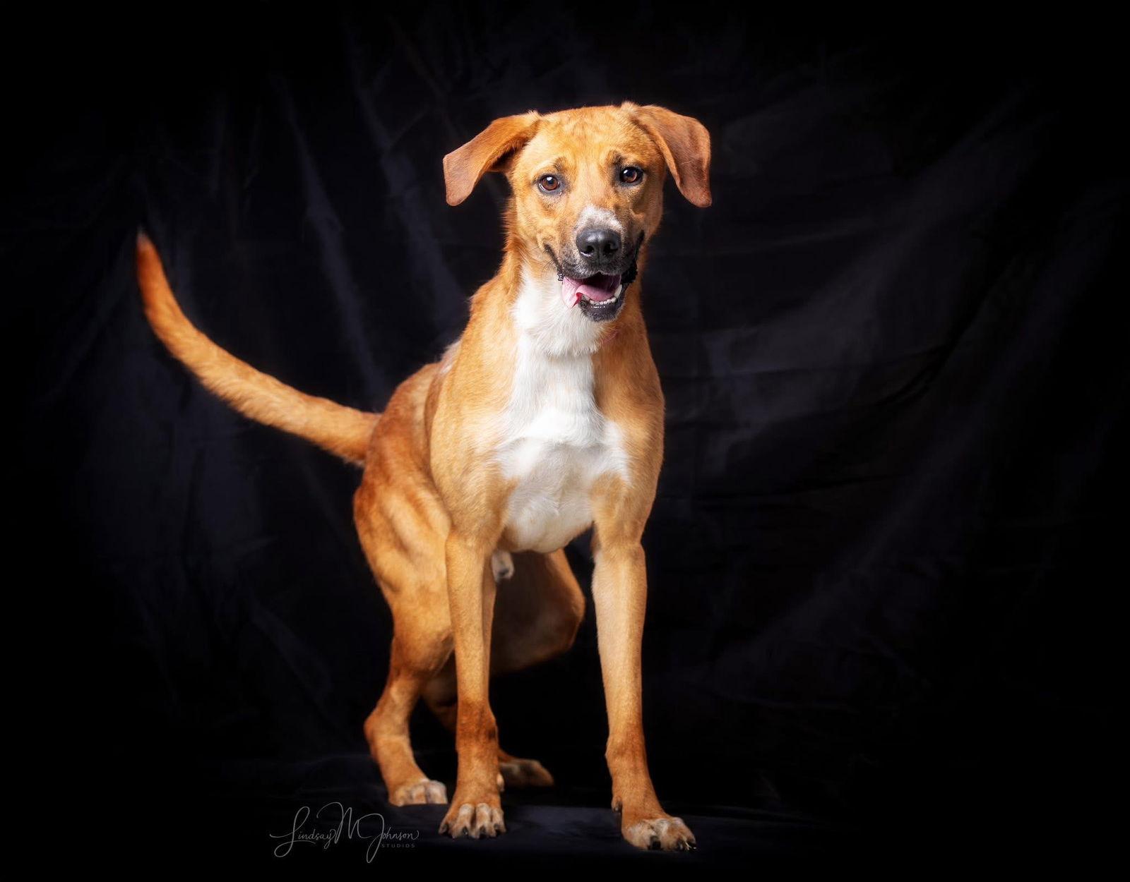 Oliver, Adoptable, Adult Male Hound & Golden Retriever.