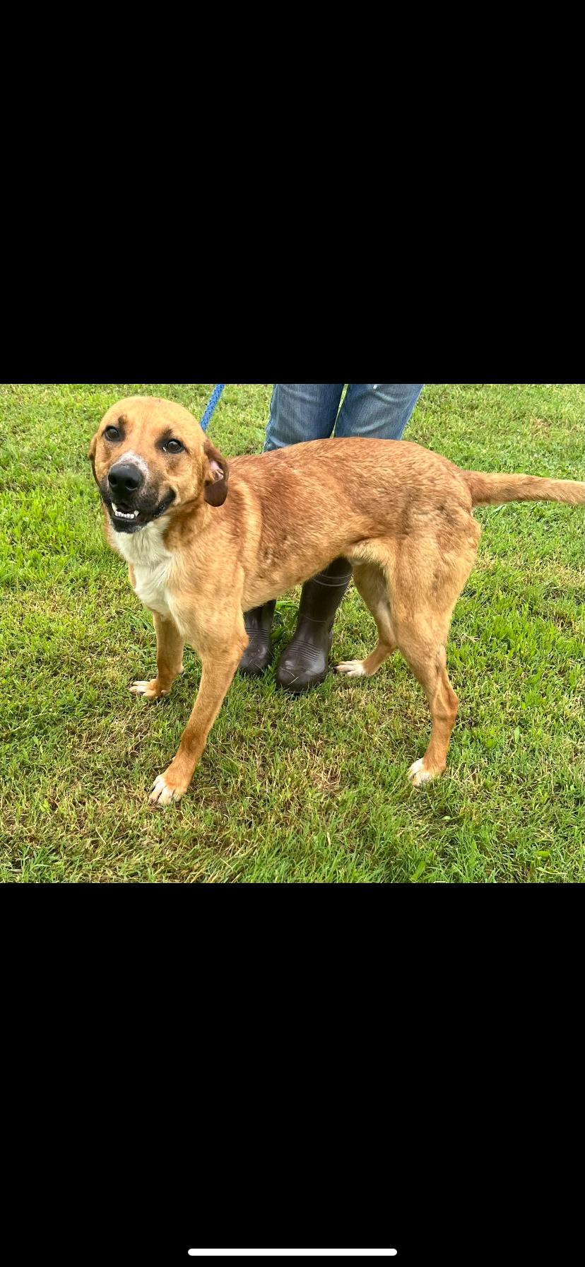 Oliver, a Adoptable mixed breed in Pryor, OK image 2/2