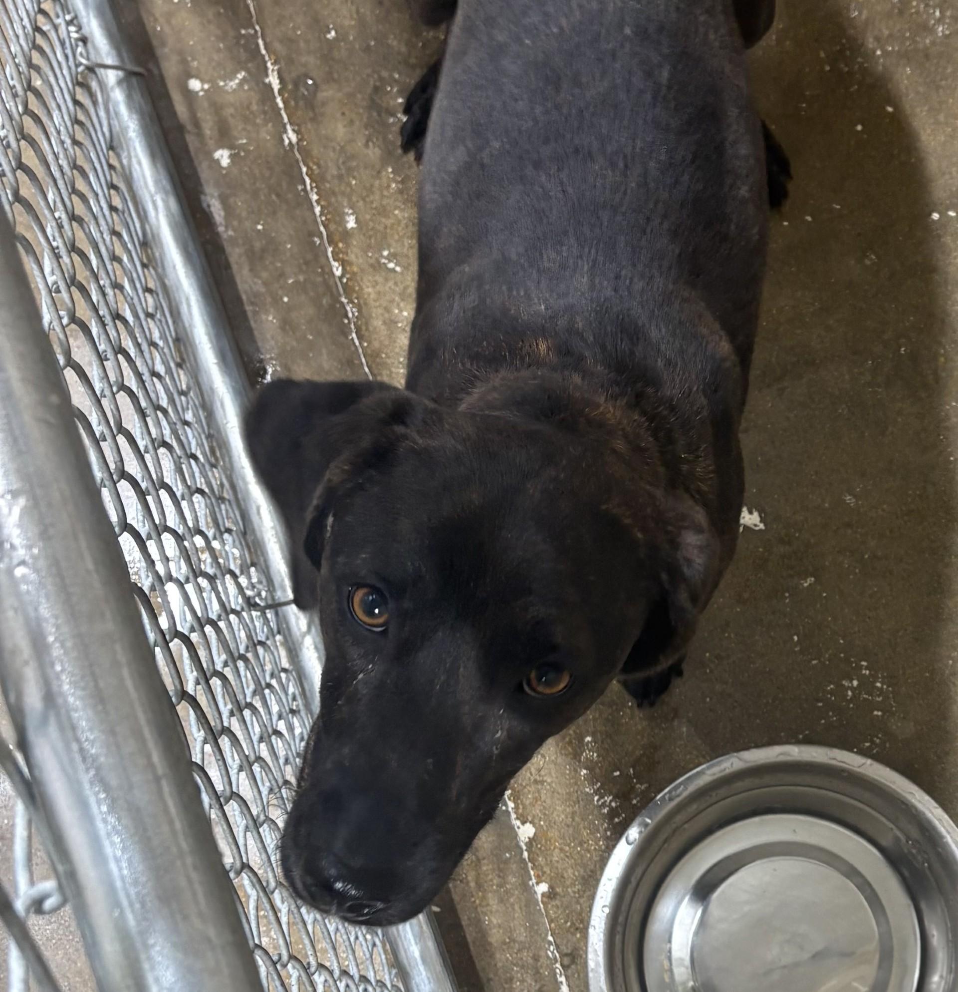 Enlarge Breeze, an adoptable mixed breed in Paris , TN image 1/1