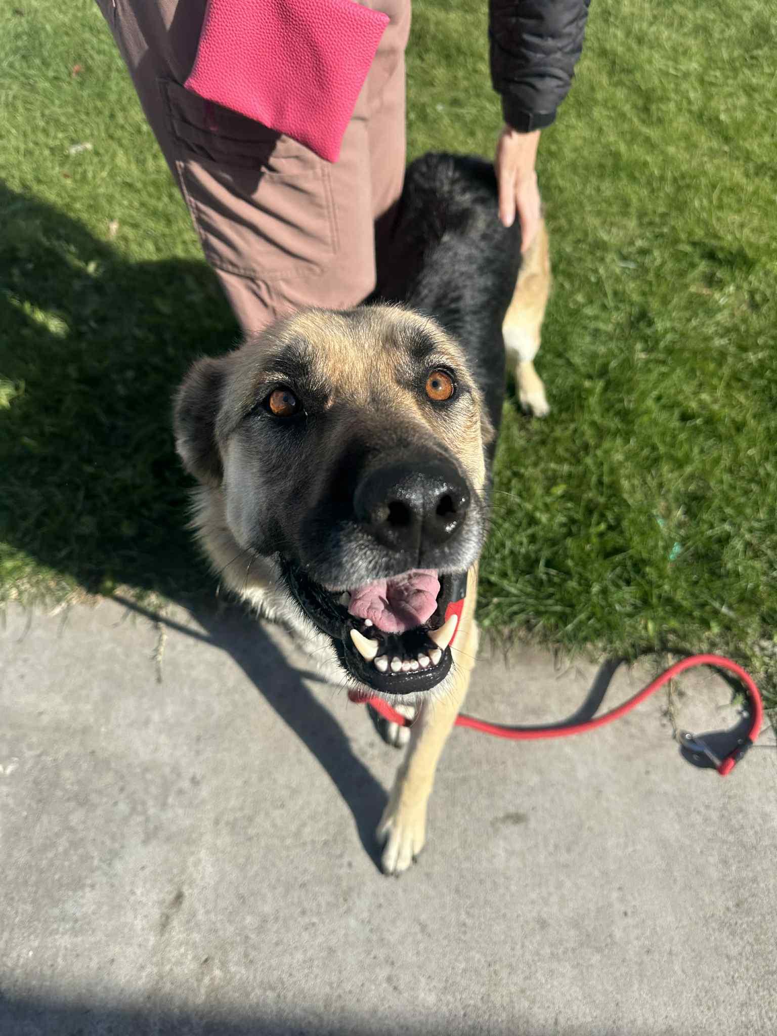 Ovie aka Overpass, Adoptable, Adult Male German Shepherd Dog.