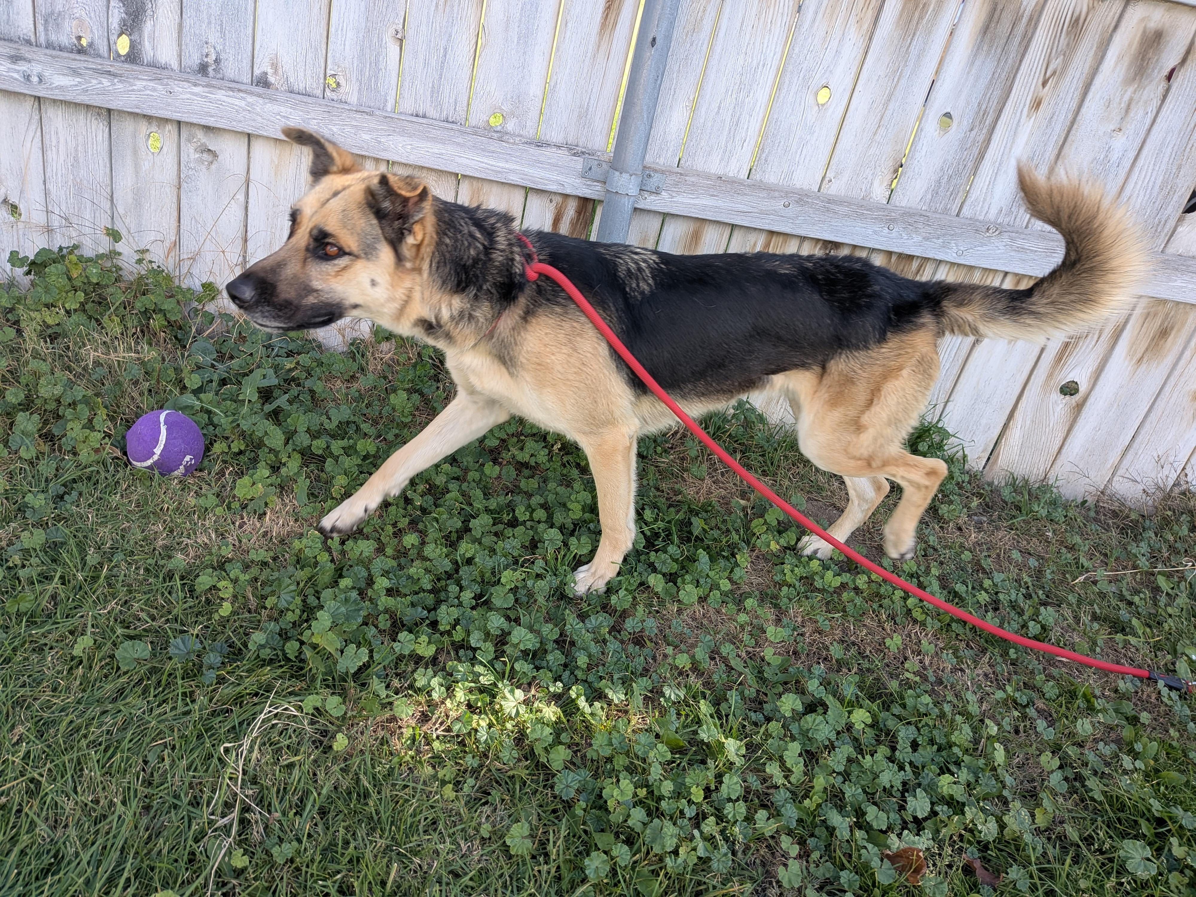 Enlarge Ovie aka Overpass, a Adoptable mixed breed in Hermiston, OR image 2/3