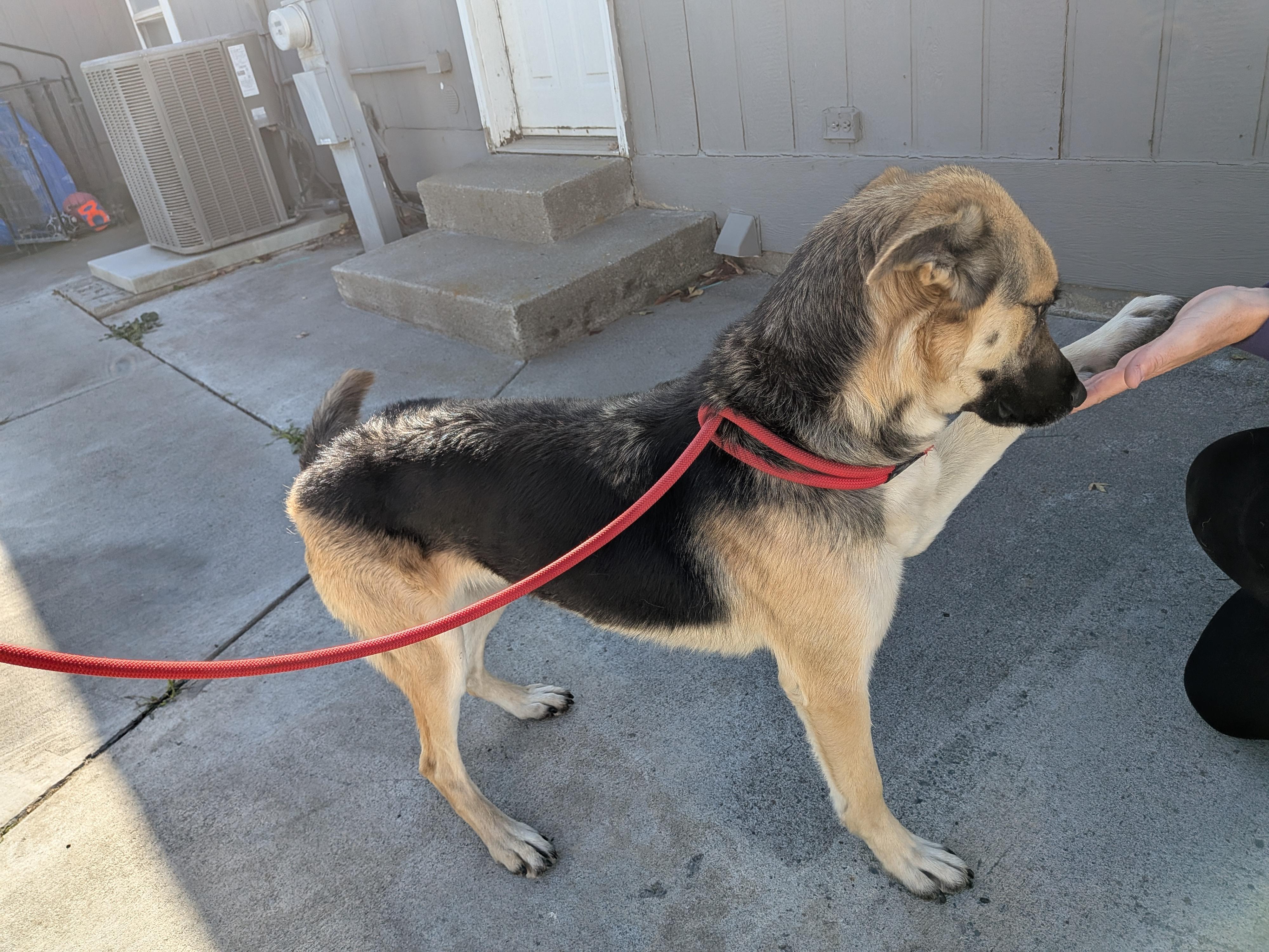 Enlarge Ovie aka Overpass, a Adoptable mixed breed in Hermiston, OR image 3/3