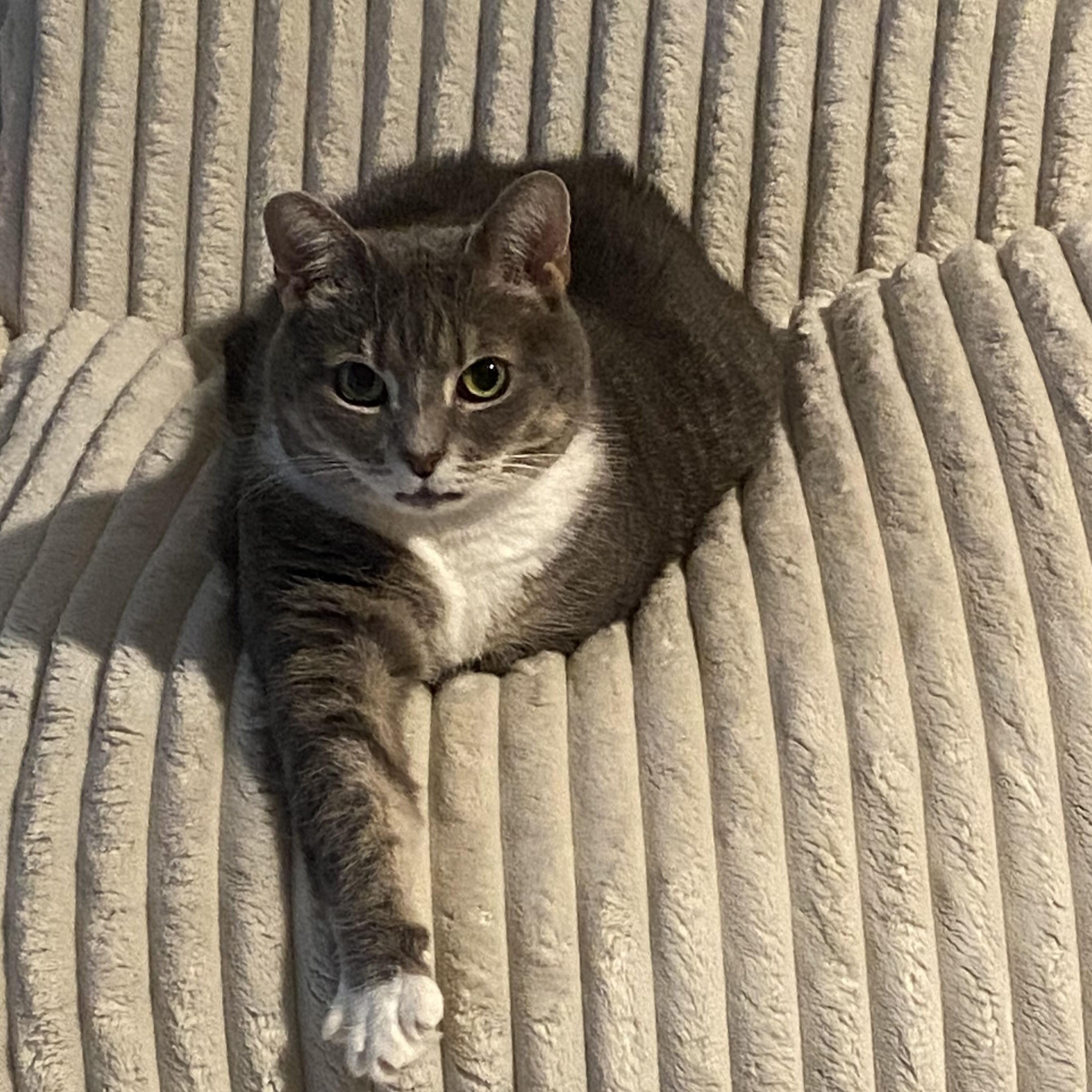 Blair, Adoptable, Senior Female Domestic Short Hair.