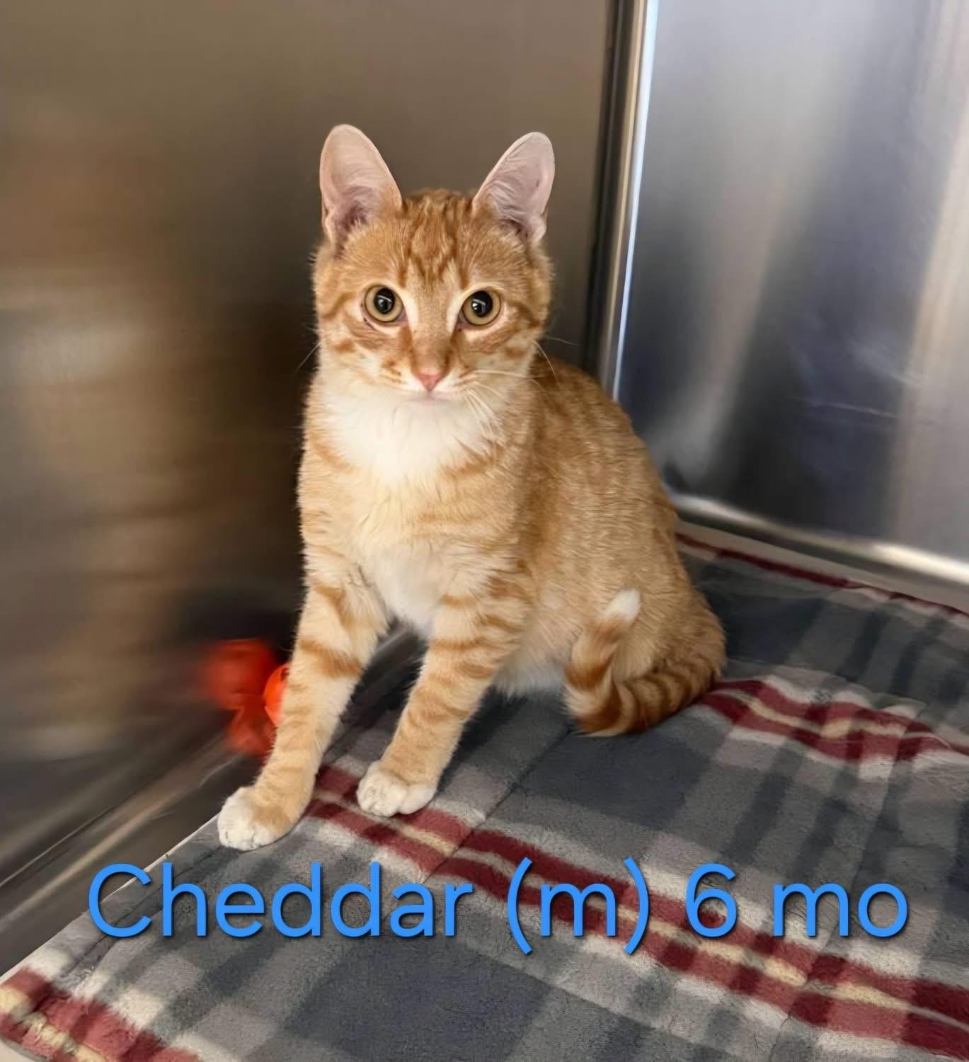 Cheddar, an adopted Domestic Short Hair in Parsippany, NJ image 3/4