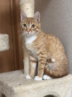 Cheddar, adopted, Young Male Domestic Short Hair.