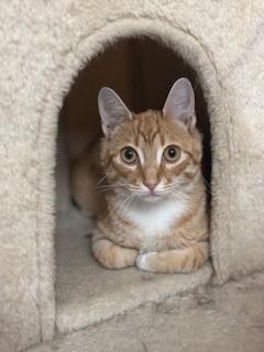 Cheddar, an adopted Domestic Short Hair in Parsippany, NJ image 4/4