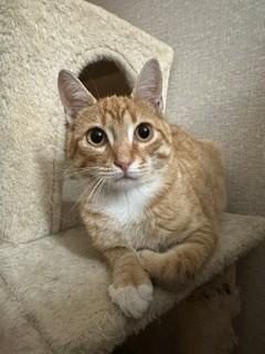 Cheddar, an adopted Domestic Short Hair in Parsippany, NJ image 2/4