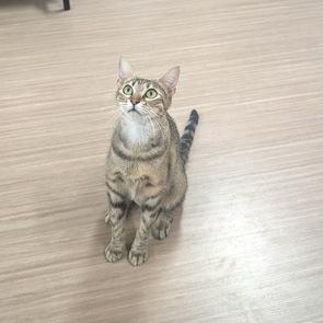 Sauvie, Adoptable, Young Female Domestic Short Hair.