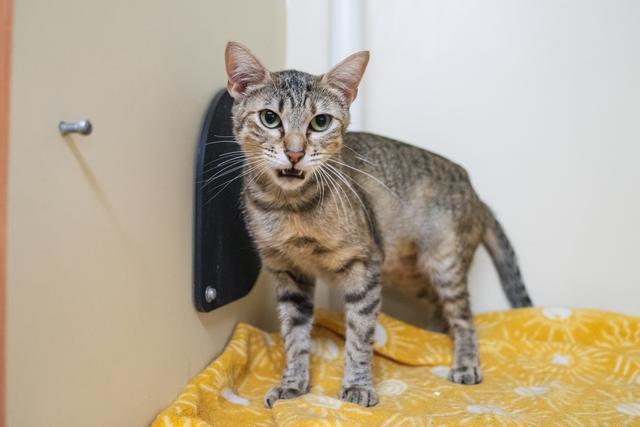 Sauvie, a Adoptable Domestic Short Hair in Portland, OR image 2/6