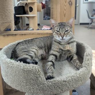 Sauvie, a Adoptable Domestic Short Hair in Portland, OR image 3/6