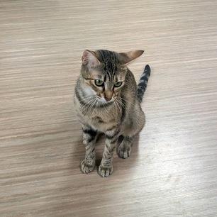 Sauvie, a Adoptable Domestic Short Hair in Portland, OR image 4/6