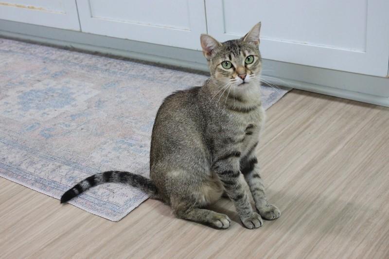Enlarge Sauvie, a Adoptable Domestic Short Hair in Portland, OR image 4/6