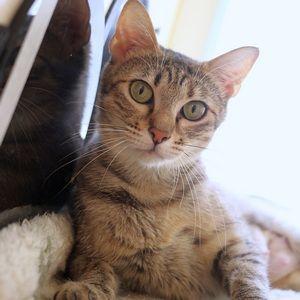 Sauvie, a Adoptable Domestic Short Hair in Portland, OR image 5/6