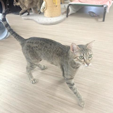 Sauvie, a Adoptable Domestic Short Hair in Portland, OR image 6/6