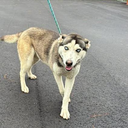 Enlarge Dandelion - k038, an adopted Husky in Cleveland, AL image 1/1