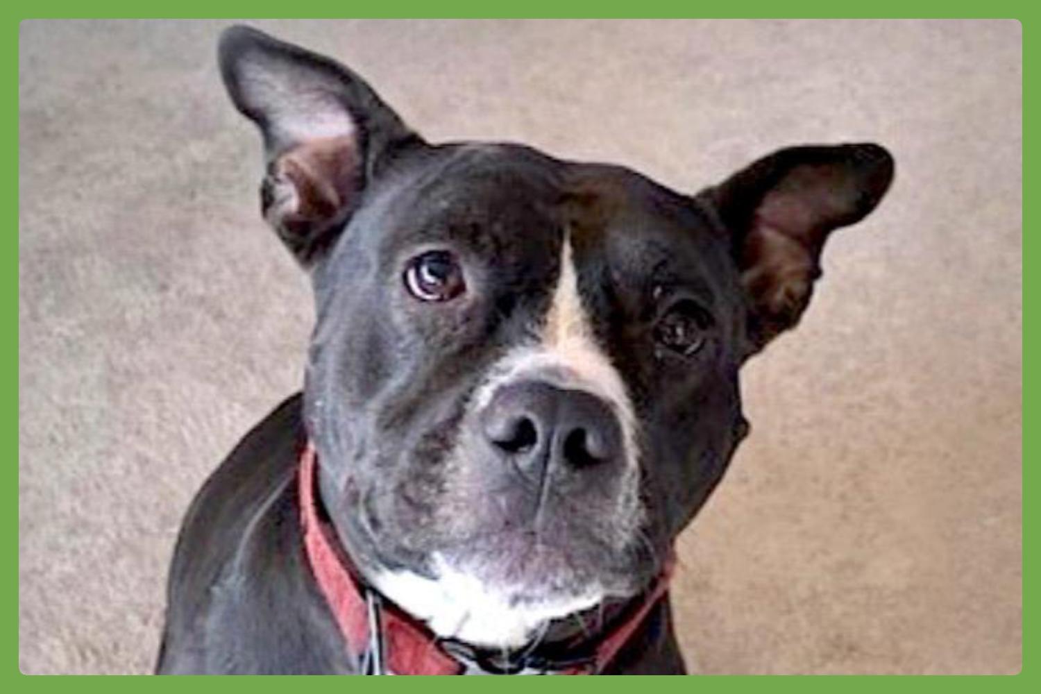 Daisy — thumbnail 2