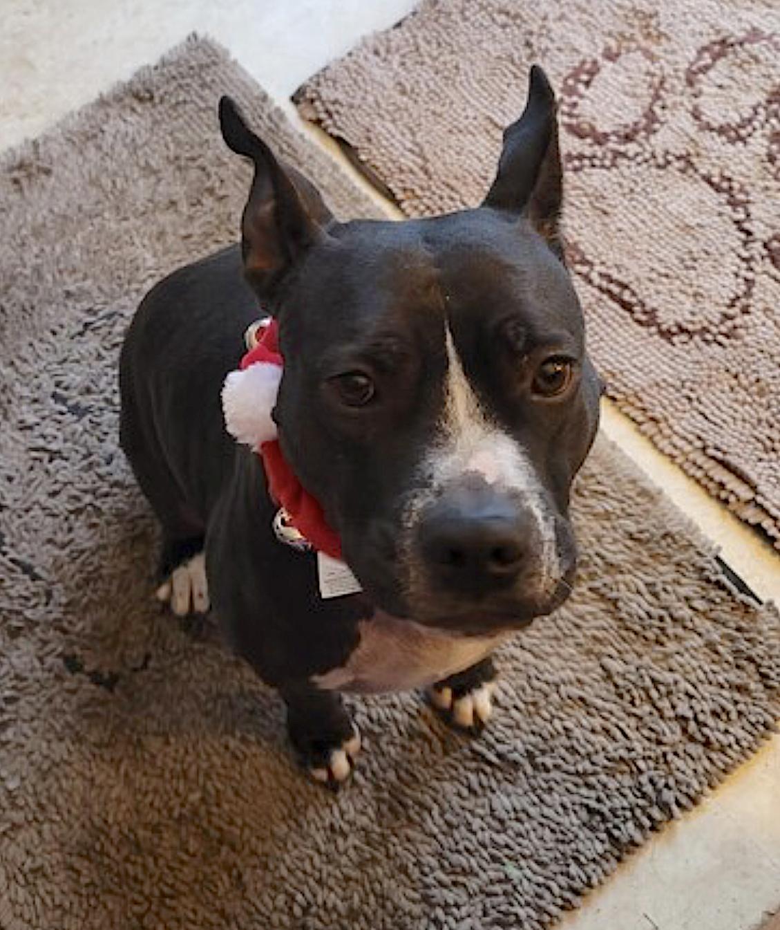 Daisy — thumbnail 5