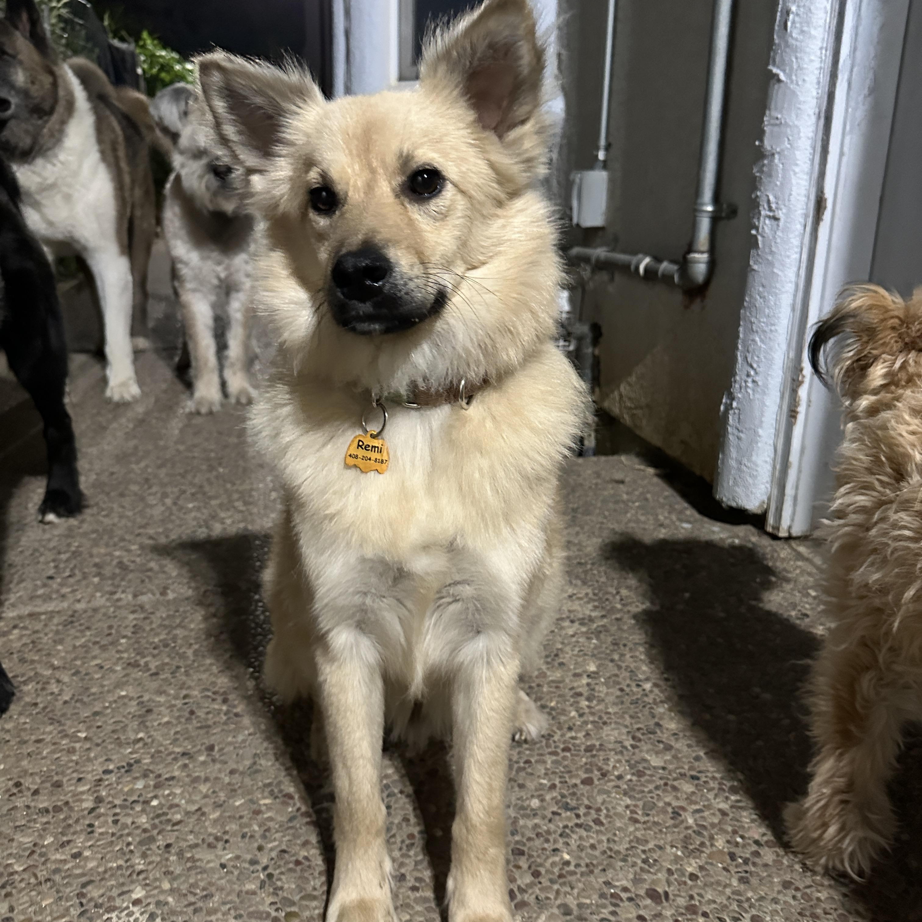 Remi, an adoptable Jindo in San Jose, CA, 95128 | Photo Image 2