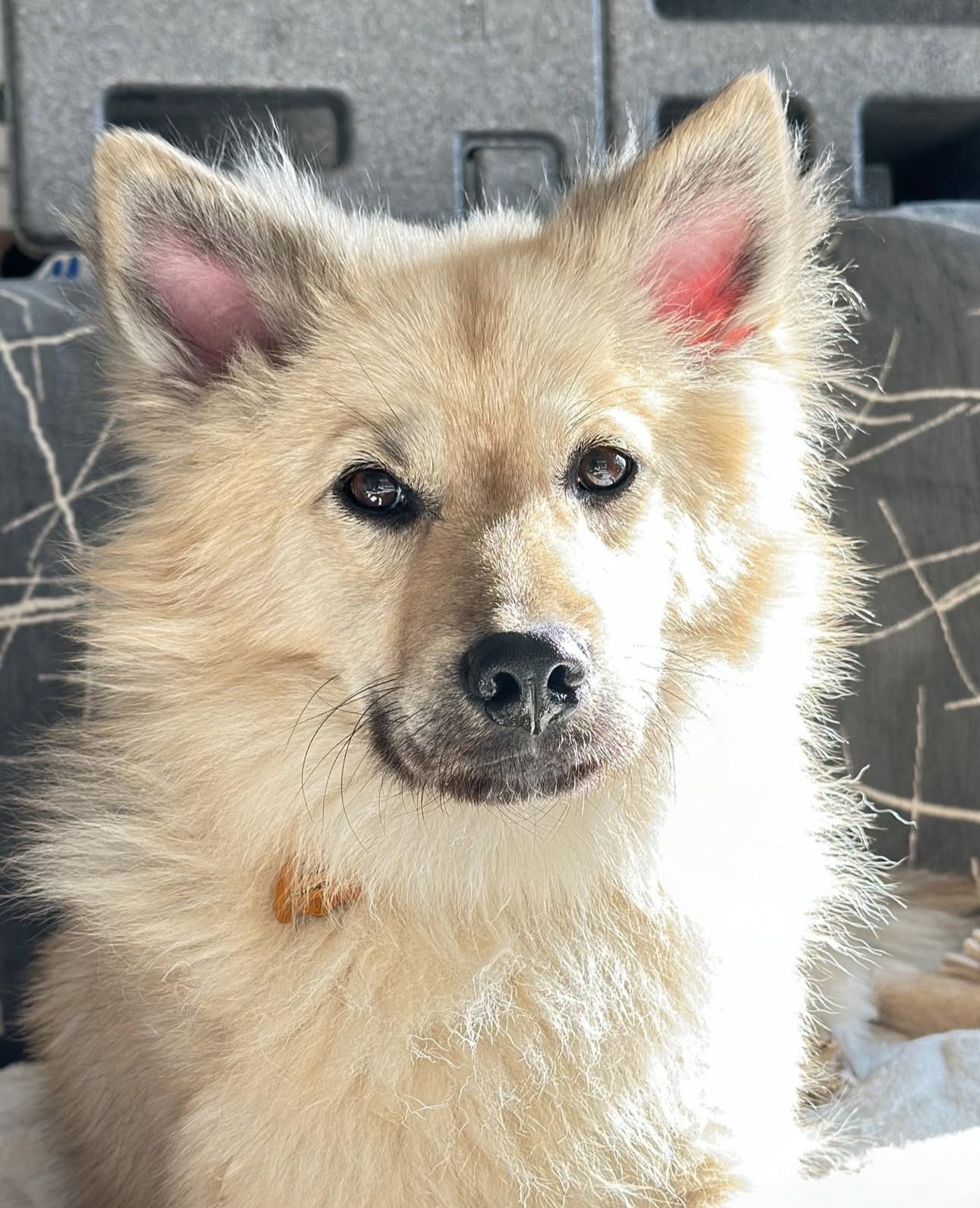Remi, an adoptable Jindo in San Jose, CA, 95128 | Photo Image 3
