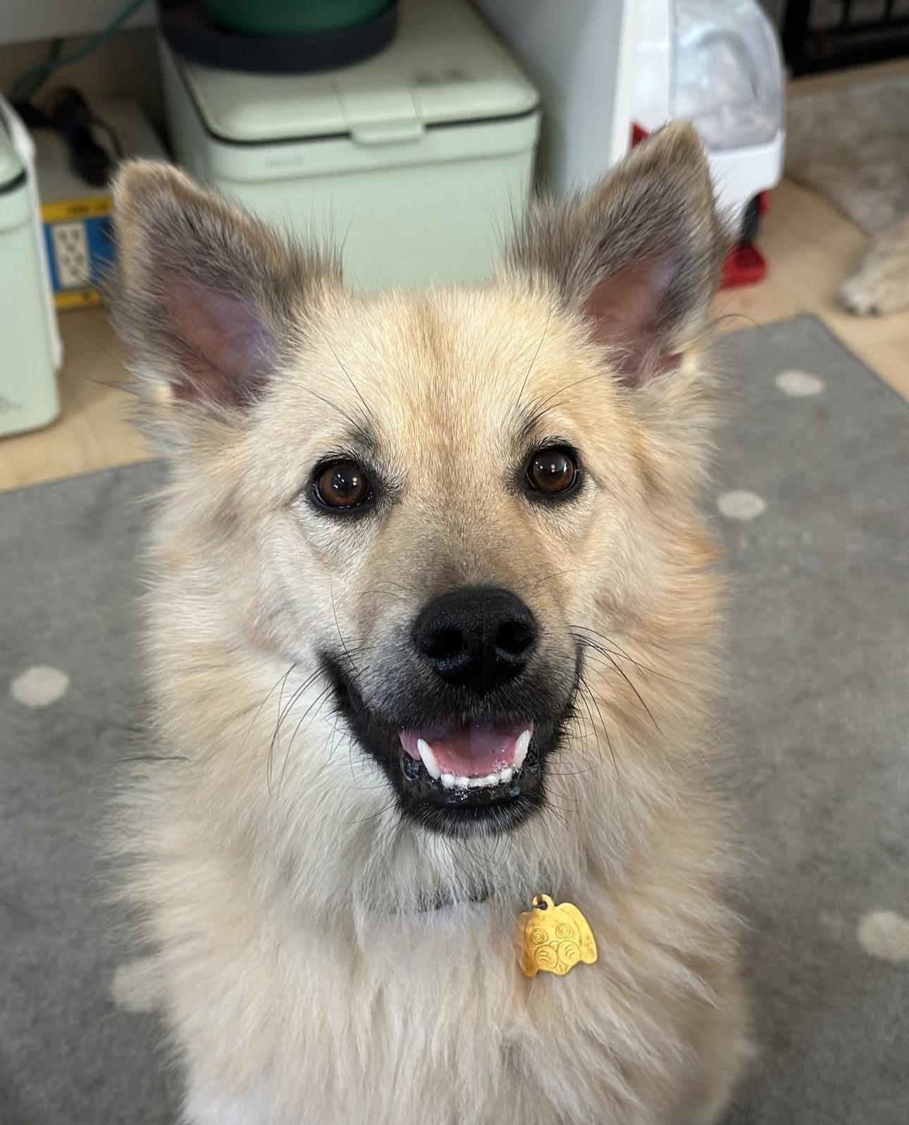 Remi, an adoptable Jindo in San Jose, CA, 95128 | Photo Image 1