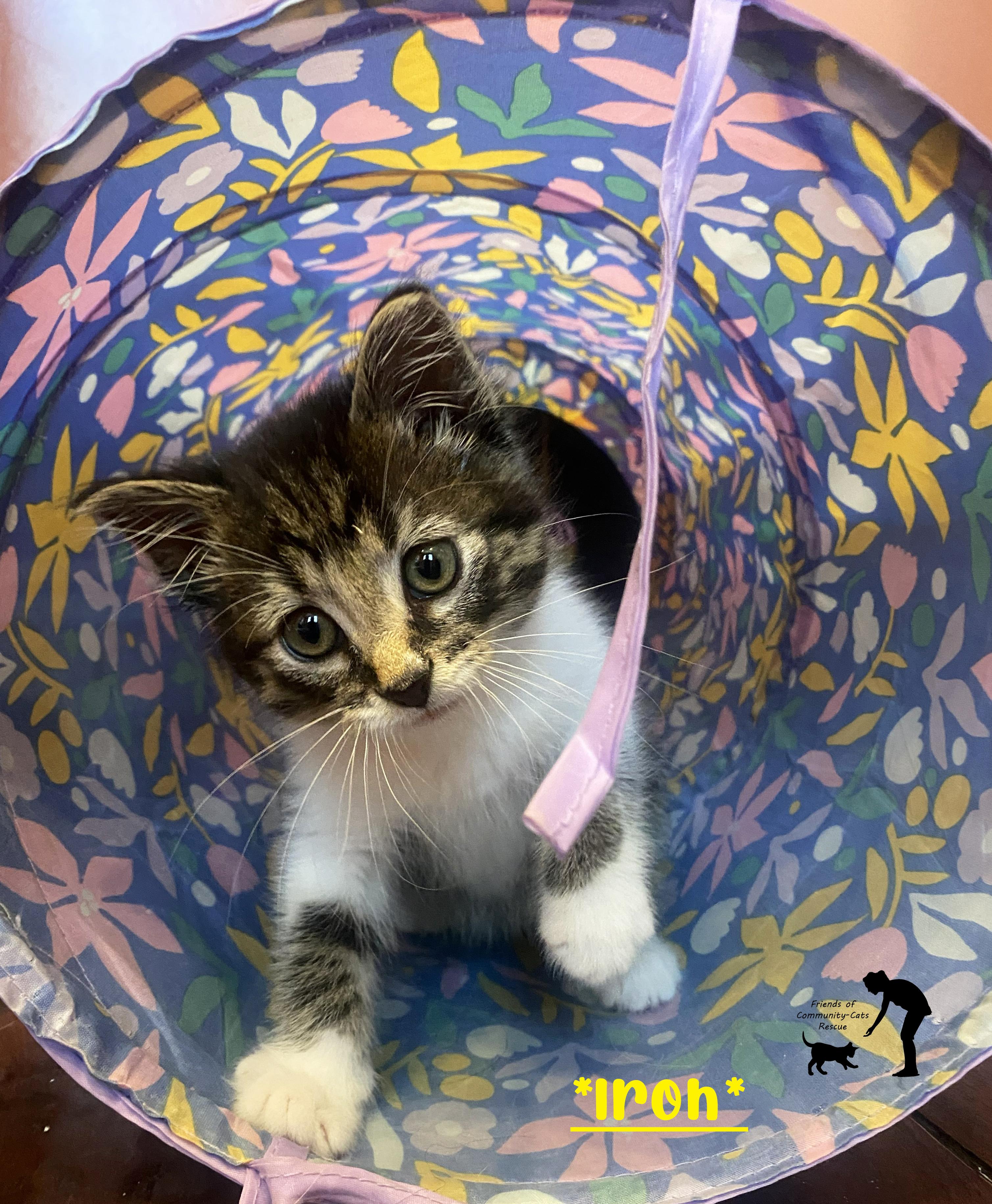 Enlarge Iroh, a ADOPTABLE Domestic Short Hair in Centerville, UT image 1/1