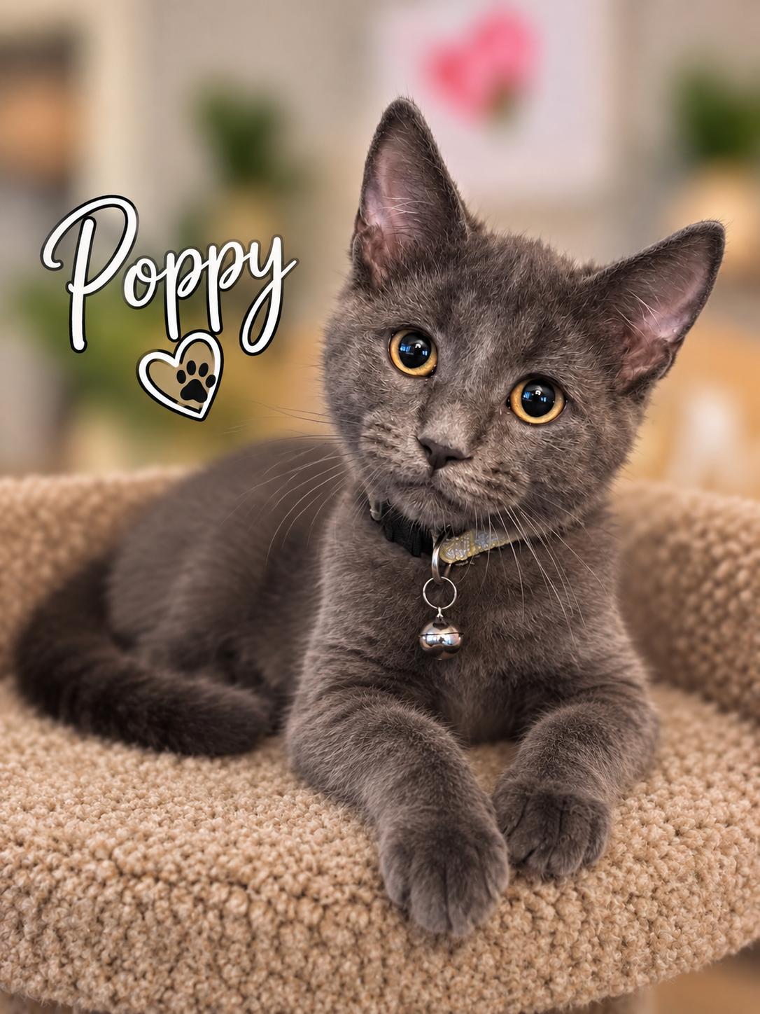 Poppy, Adoptable, Young Female Domestic Short Hair.