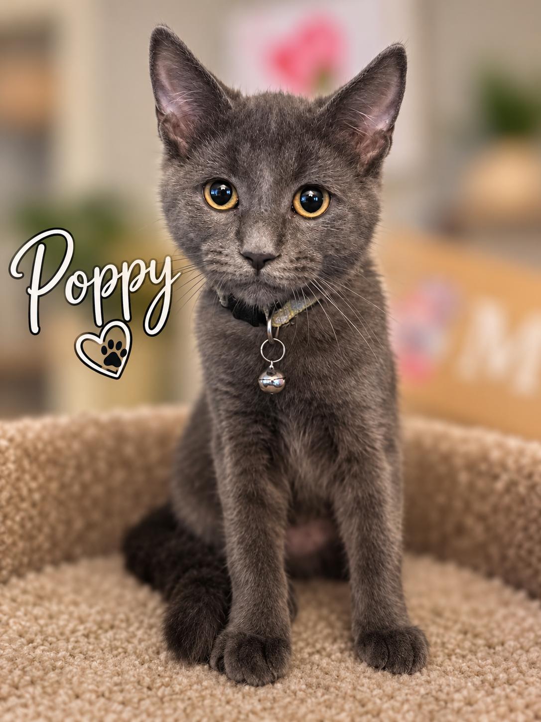 Enlarge Poppy, a Adoptable Domestic Short Hair in Delmar, NY image 2/2