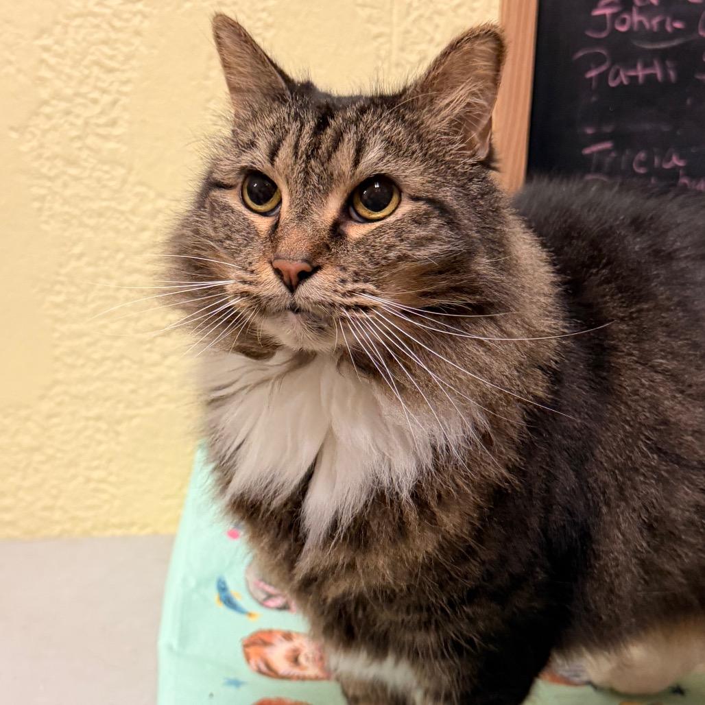 Coraline, Adoptable, Adult Female Domestic Long Hair.