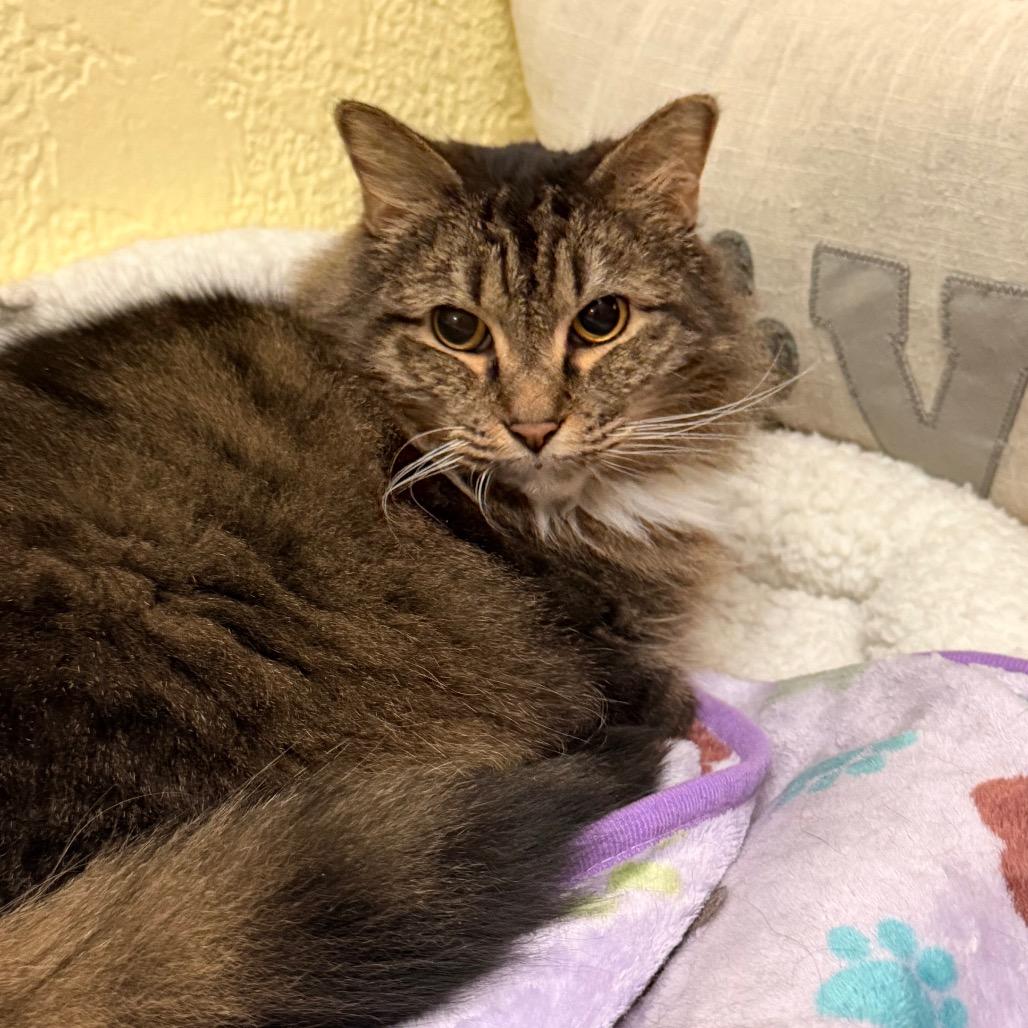 Coraline, a Adoptable Domestic Long Hair in Port Charlotte, FL image 2/3