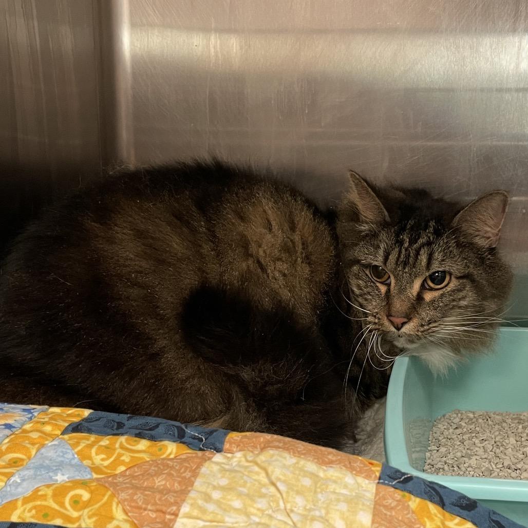 Coraline, a Adoptable Domestic Long Hair in Port Charlotte, FL image 3/3