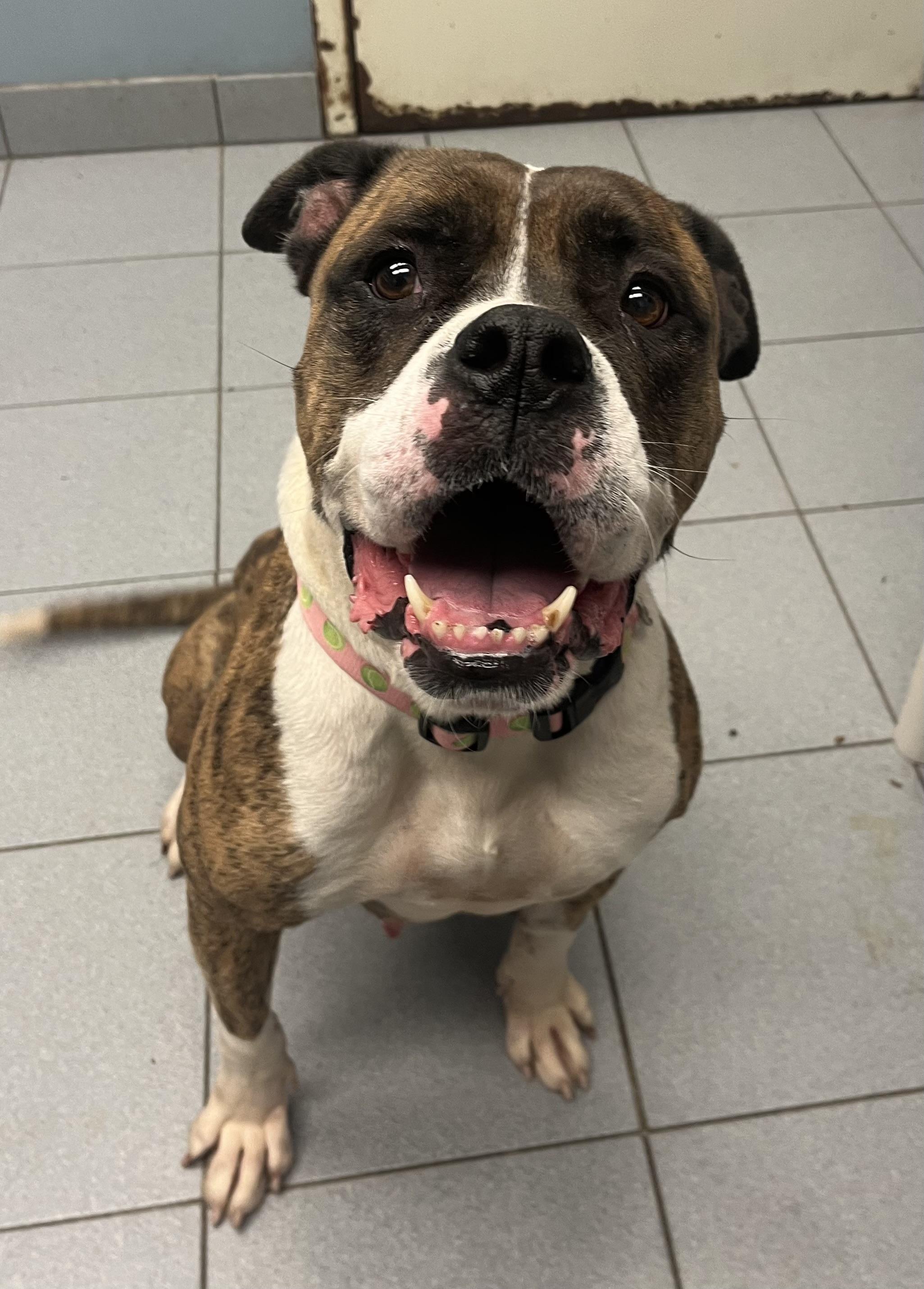 Peanut Brittle, a Adoptable mixed breed in Buffalo, NY image 6/6