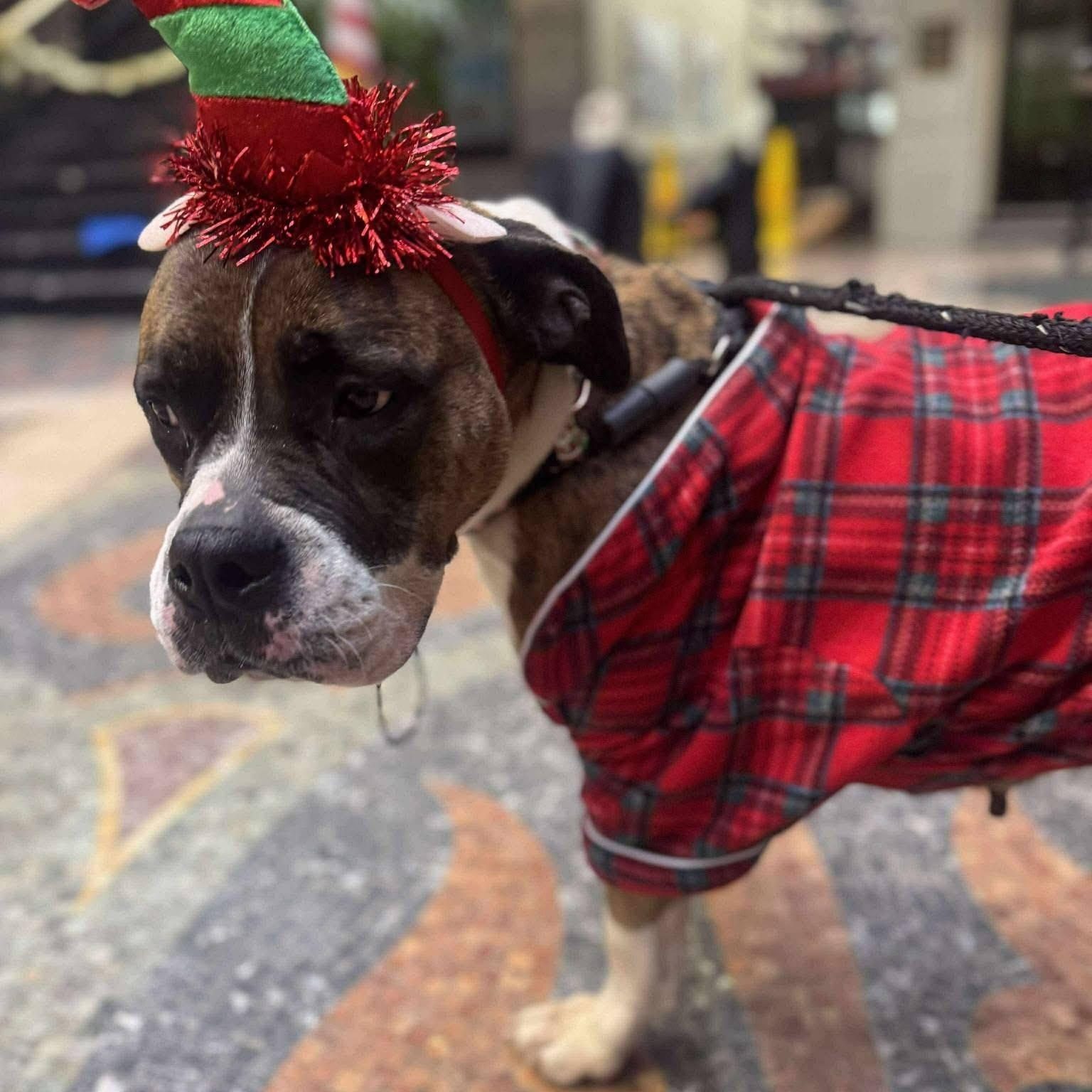 Peanut Brittle, a Adoptable mixed breed in Buffalo, NY image 4/6