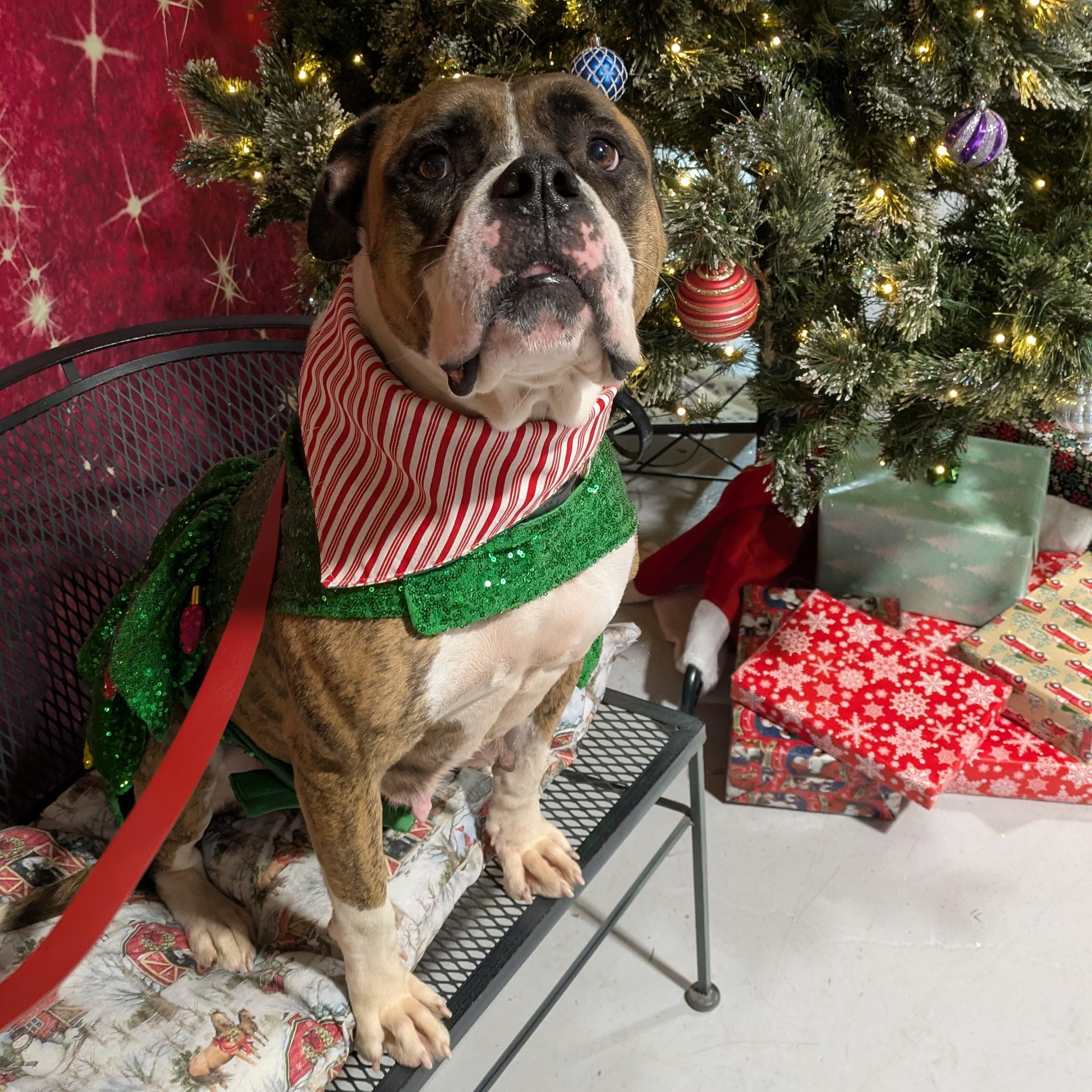 Peanut Brittle, a Adoptable mixed breed in Buffalo, NY image 1/6