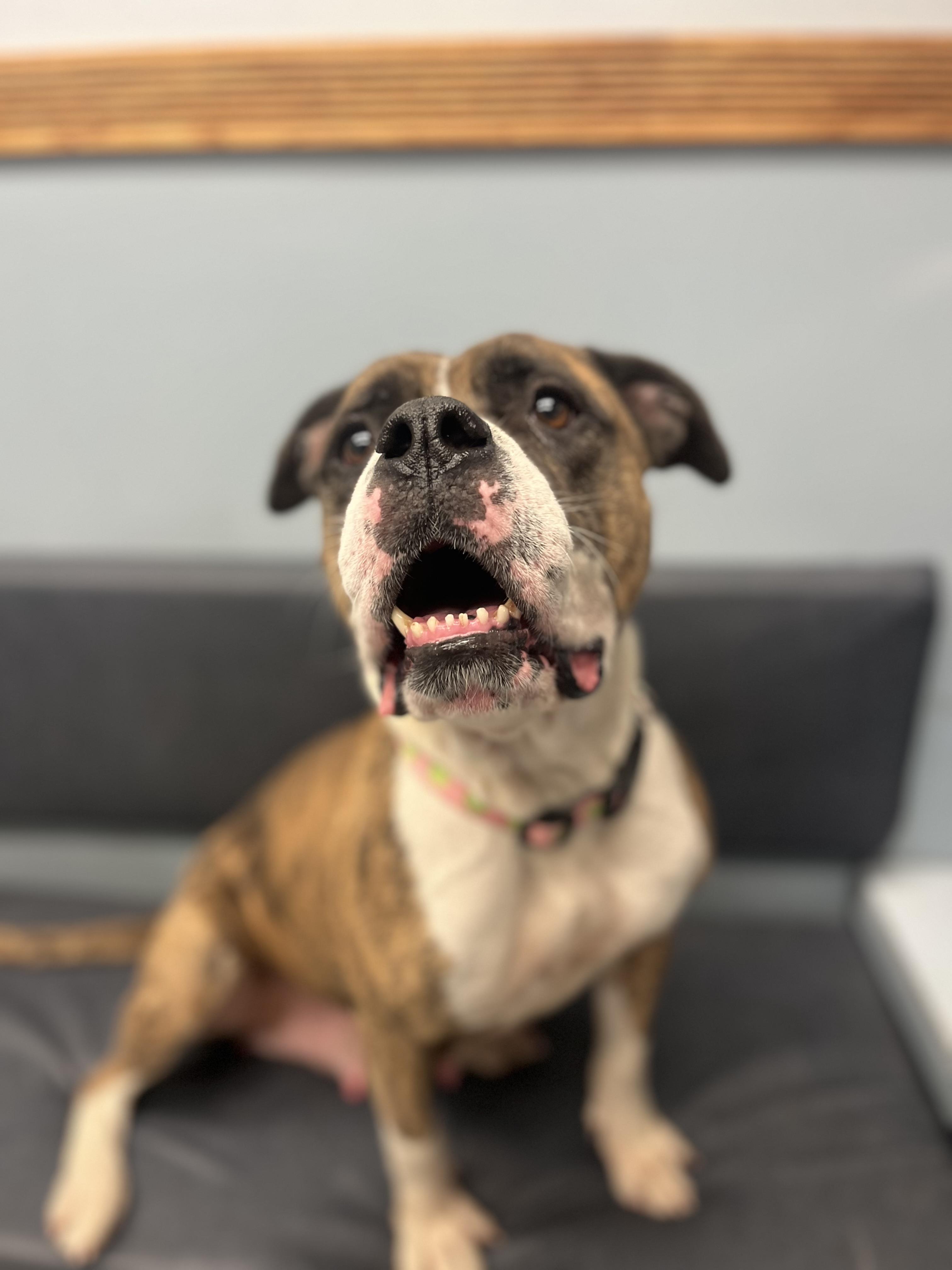 Peanut Brittle, a Adoptable mixed breed in Buffalo, NY image 3/6