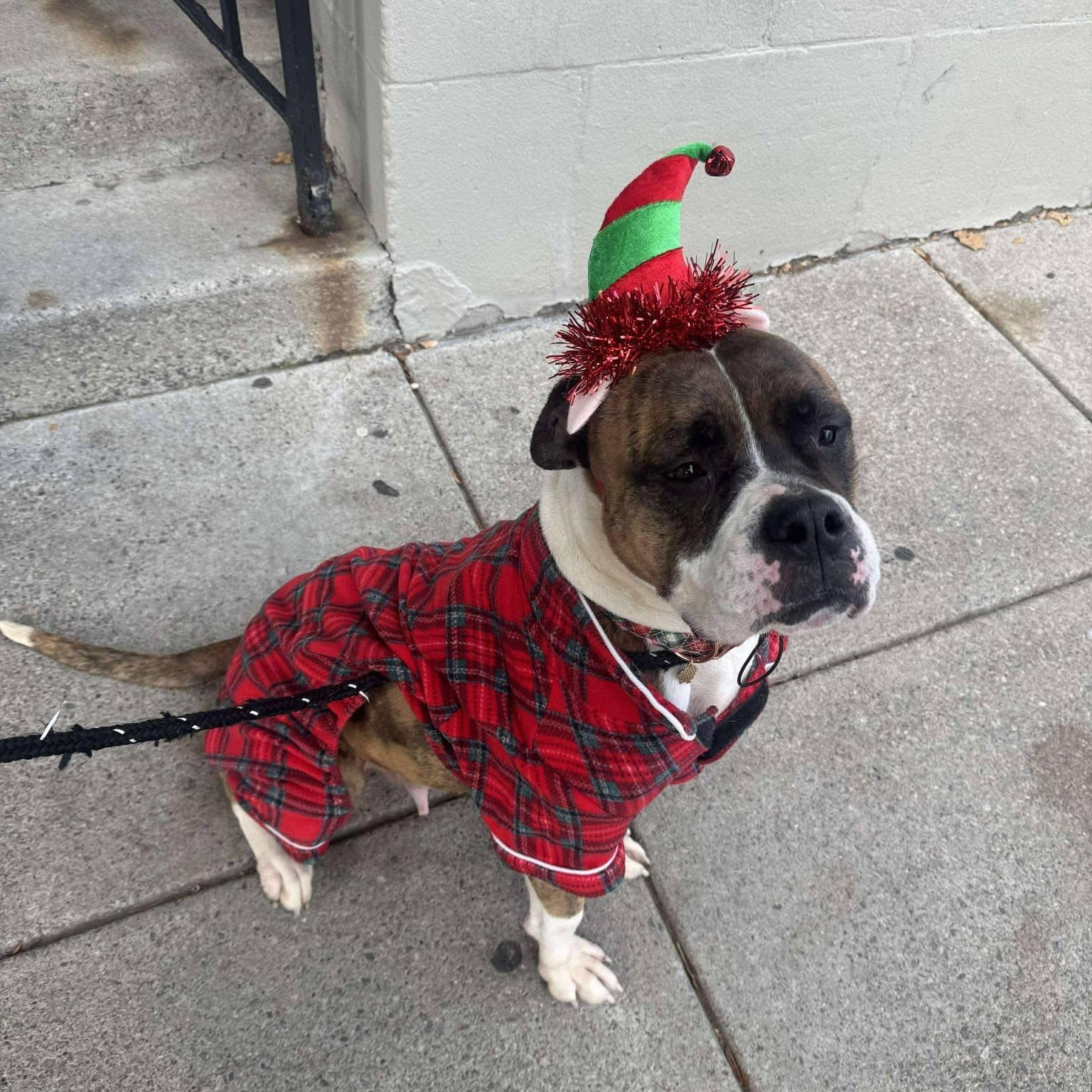 Peanut Brittle, a Adoptable mixed breed in Buffalo, NY image 2/6