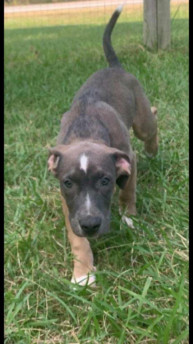 Enlarge Kevin, a Adoptable mixed breed in Medfield, MA image 1/3