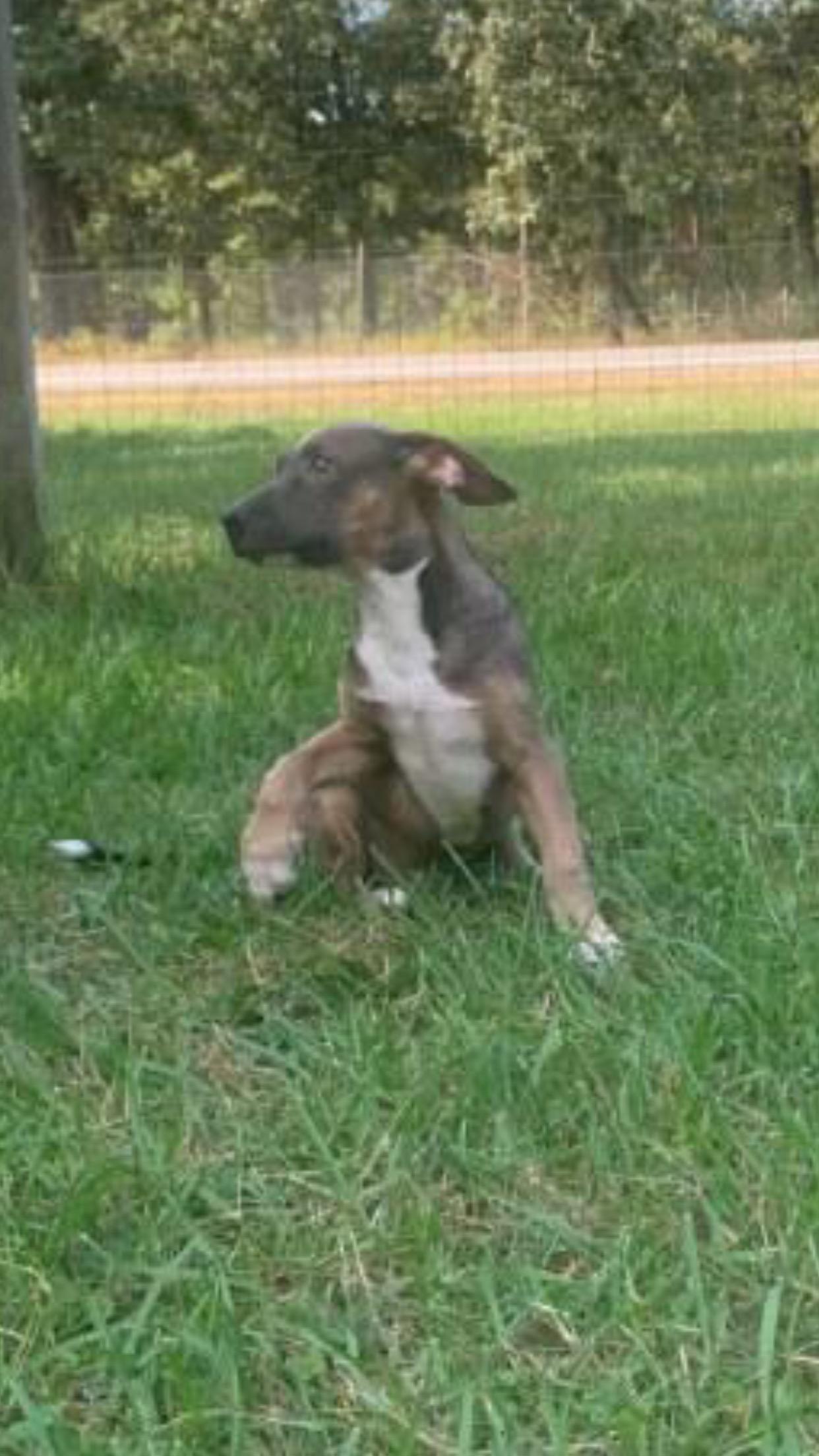 Enlarge Kevin, a Adoptable mixed breed in Medfield, MA image 2/3